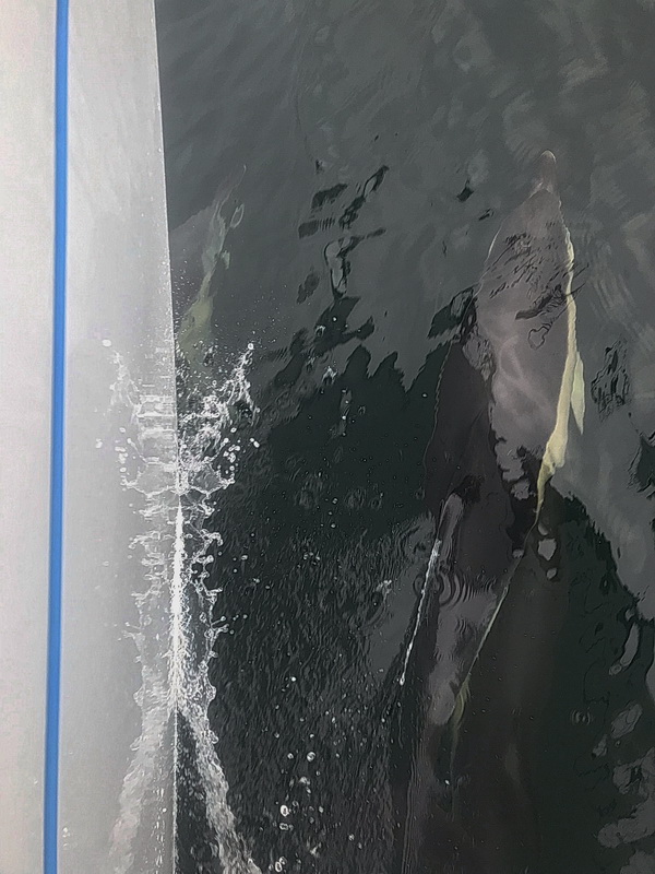 SY Montana, Swan 48 in Begleitung von Delfinen vor der portugiesischen Küste