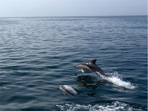 SY Montana, Swan 48 at the ARC 2019  accompanied by  dolphins