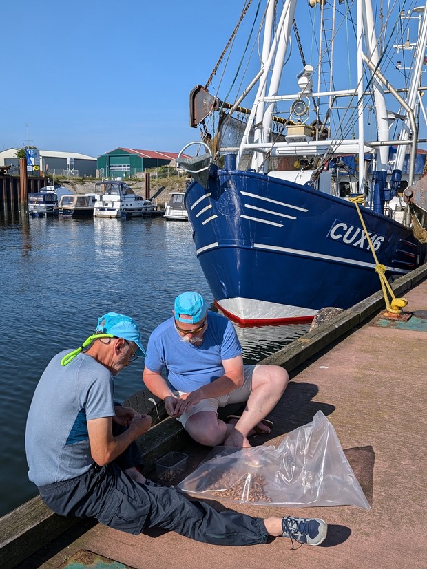 The crew of SY Montana, Swan 48, shelling crabs in Cuxhaven