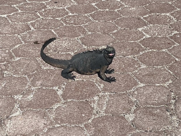 Galapagos