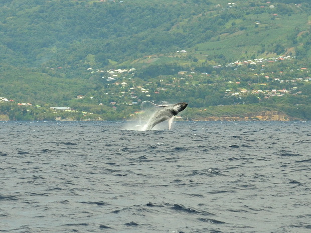 SY Montana, Swan 48 sichtet Wale vor Guadeloupe
